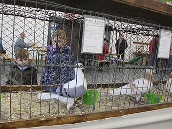 Jan und Maya bestaunen diese Tauben. Foto: Ralf Kestel