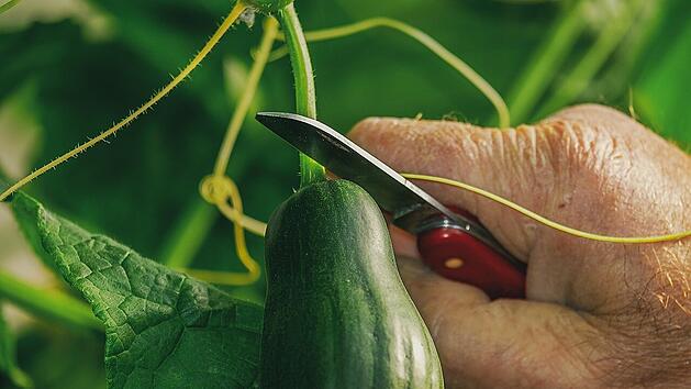 Bei Gurken handelt es sich im Winter oft Importware aus w&auml;rmeren Regionen.