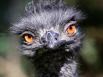 So wie dieser Emu sah auch sein Sulzbacher "Kollege" aus. Dessen fast 60 Kilometer andauernde Flucht endete in Rannungen im Osten des Landkreises Bad Kissingen. Es war nicht sein erster ungeplanter Ausflug außerhalb des heimischen Geheges. Symbolbild: Roland Weihrauch/dpa