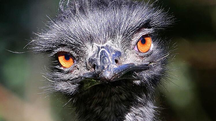 So wie dieser Emu sah auch sein Sulzbacher "Kollege" aus. Dessen fast 60 Kilometer andauernde Flucht endete in Rannungen im Osten des Landkreises Bad Kissingen. Es war nicht sein erster ungeplanter Ausflug außerhalb des heimischen Geheges. Symbolbild: Roland Weihrauch/dpa