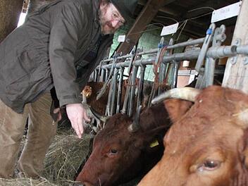 Bei Bio-Landwirt Alwin Schneider stehen insgesamt 15 Kühe im Stall. Foto: Jürgen Gärtner