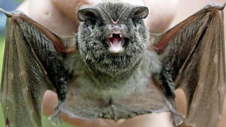 Die Mopsfledermaus ist äußerst selten. Foto: CT-Archiv