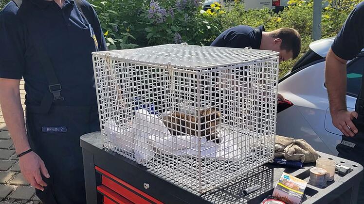 Tierheim Nürnberg: Katze "Hermine" wird zweimal an einem Tag gerettet - Besitzer gesucht