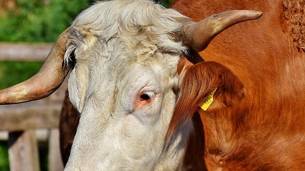 Ein 600 Kilogramm schwerer Bulle ist am Freitagmorgen  vom Kronacher Schlafhof geflohen. Schwimmend fl&uuml;chtete er durch die Rodach und kletterte &uuml;ber Bahngleise. Symbolfoto: Capri23auto/pixabay.com
