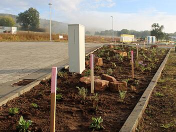 Obwohl das Baugebiet "Am Salzforst" in Steinach erst in diesem Jahr fertiggestellt wurde, sind bereits alle 23 Baugrundstücke reserviert. Unser Archivbild zeigt das "Pflanzkonzept "Silbersommer" im Neubaugebiet. Foto: Archiv/Stefanie Tapprogge