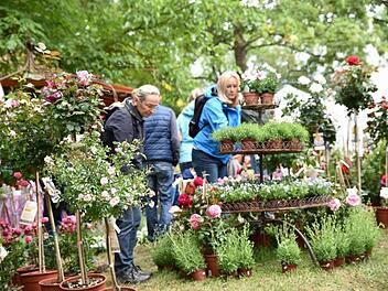 Die Rosen standen im Blickpunkt der Rosen- und Gartenmesse, die am Wochenende in Königsberg stattfand.  Fotos: Gerold Snater