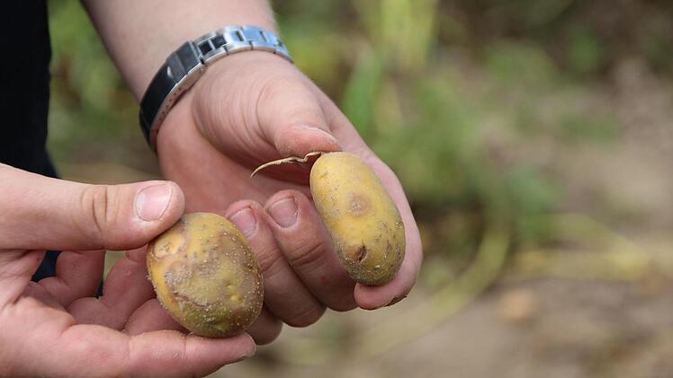 Ein unbekannter Täter hat den Kartoffelacker entdeckt, bedient sich und lässt nur die kleinen Exemplare zurück.  Foto: Andreas Dorsch