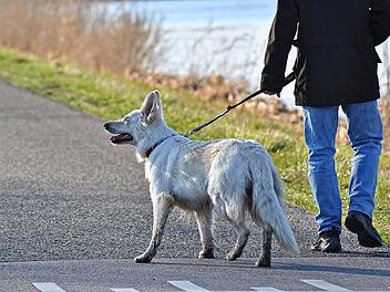 Erleichterter Hundealltag