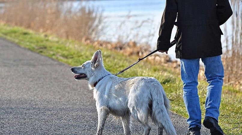 Pretzfeld: Hund greift Frau im Wald an &ndash; Bedrohung durch Unbekannte