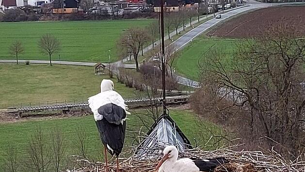Störche nisten auf dem Dach der Stiftskirche in HimmelkronFoto: Michael Krug