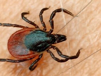 Im vergangenen Jahr ist die Zahl der FSME- und Borreliose-Fälle in Bayern auf einen Rekordwert gestiegen.