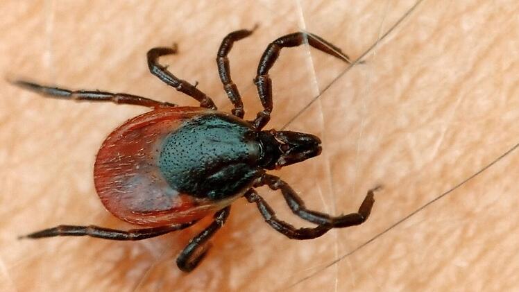 Im vergangenen Jahr ist die Zahl der FSME- und Borreliose-Fälle in Bayern auf einen Rekordwert gestiegen.