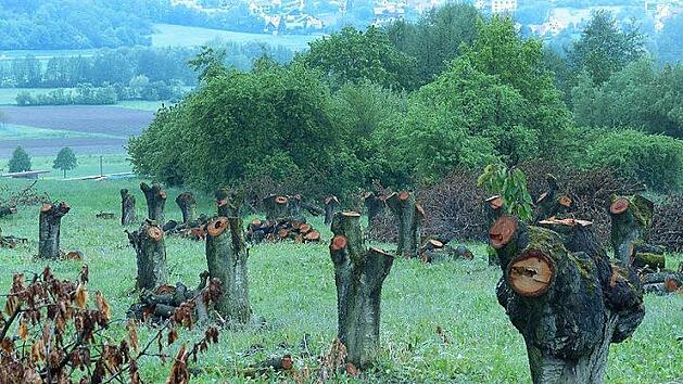 Die Stimmung wurde beim Anblick vieler nach ihrer Bl&uuml;te abgeholzter, sehr alter Kirschbaum-Hochst&auml;mme unweit des Walberla-Parkplatzes getr&uuml;bt. Foto: BN