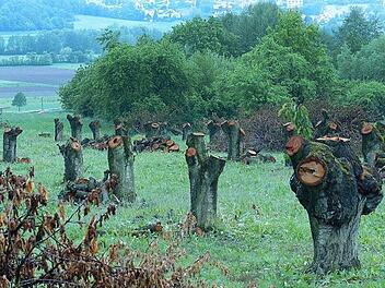 Die Stimmung wurde beim Anblick vieler nach ihrer Blüte abgeholzter, sehr alter Kirschbaum-Hochstämme unweit des Walberla-Parkplatzes getrübt. Foto: BN