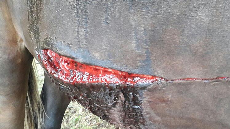 Verstörendes Bild: Die Tat eines Pferderippers in Thüringen. Foto: PETA Deutschland e.V.