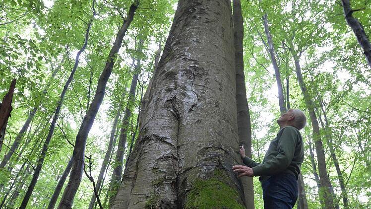 Baumriese im Hohen Buchenen Wald