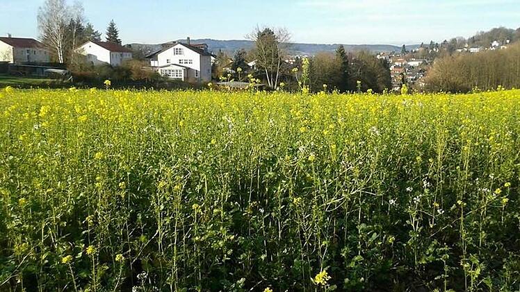 Im Naherholungsgebiet Kessel am Kulmbacher Stadtrand blühte es am Wochenende.  Foto: Margret Boß