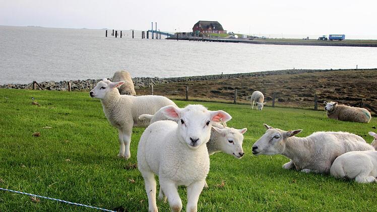 Hallig-Impressionen. Diana Fuchs