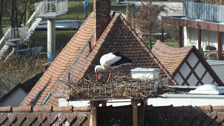 Der Storch auf dem Nest der Beyschlag'schen Apotheke ist noch ziemlich einsam. Foto: Manfred Welker