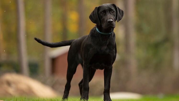Tierheim Nürnberg: "Was genau passiert ist, wissen wir nicht"