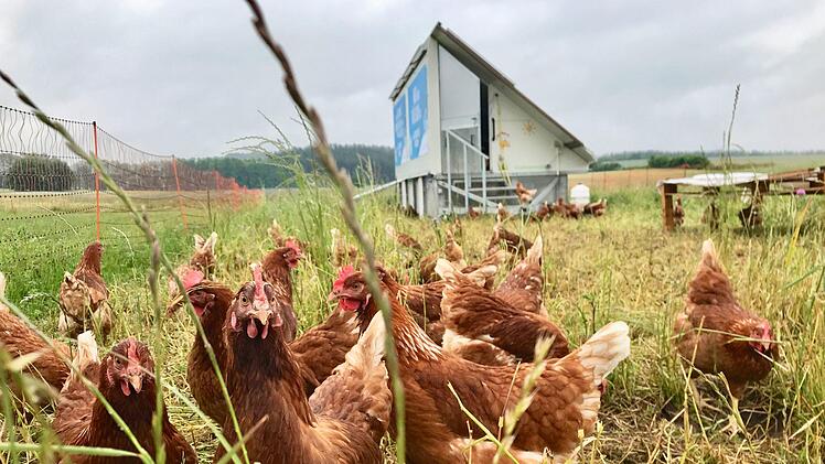 Die Hühner der Familie Kaßel leben sehr gesund. Foto: Adriane Lochner