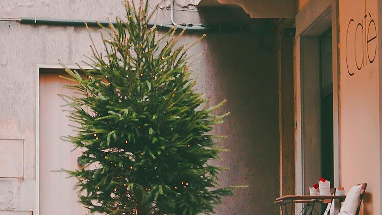 Weihnachtsbaum im Topf: so funktioniert das Einpflanzen