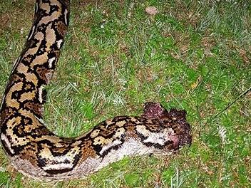 Unbekannte hatten dem Tier den Kopf abgetrennt und den Kadaver auf einer Wiese bei Triebsdorf entsorgt. Foto: Tierheim Coburg