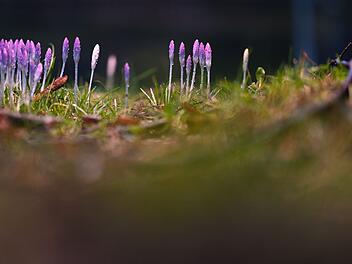 Fr&uuml;hlingsboten in Niedersachsen