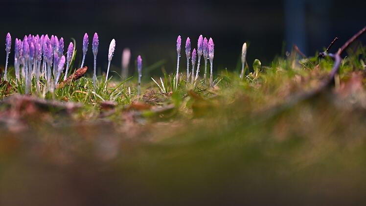 Fr&uuml;hlingsboten in Niedersachsen