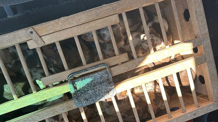 Zoll befreit Dackelwelpen