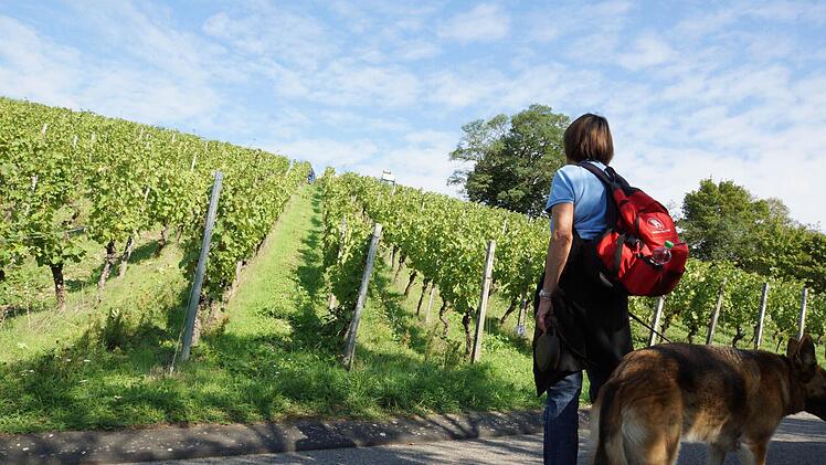 "Frankens Saalestück" punktet mit seiner Weinbergslandschaft.Foto: Arkadius Guzy