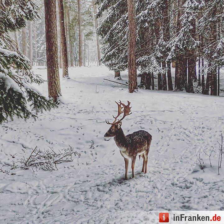 Eis und Schnee in Franken - die schönsten Winterleserfotos