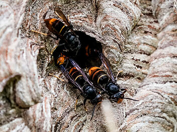 Asiatische Hornissen krabbeln aus einem Loch im Baum. Diese invasive Art bedroht Bienen, was Imker in Bayern beunruhigt. Ihre Ausbreitung erfordert erhöhte Schutzmaßnahmen.