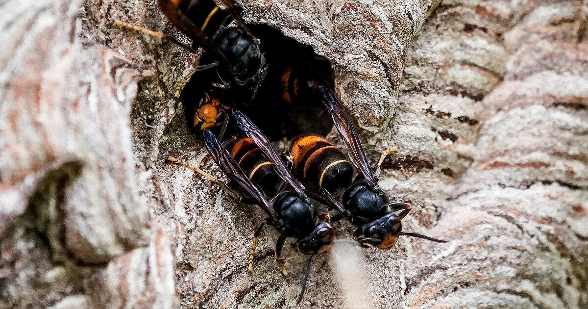 Asiatische Hornisse: Wer ihrem Nest zu nahe kommt, hat kaum eine Chance