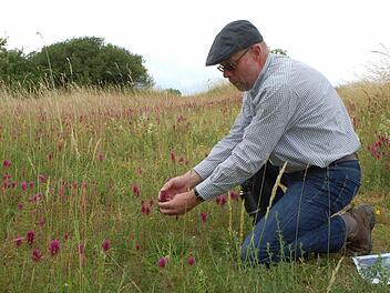 Frank Reißenweber inmitten des üppig wachsenden Wachtelweizens auf dem Beerberg bei Roßfeld. Fotos: Rainer Lutz