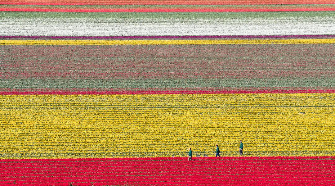 Millionen Tulpen wachsen im Landkreis Gifhorn