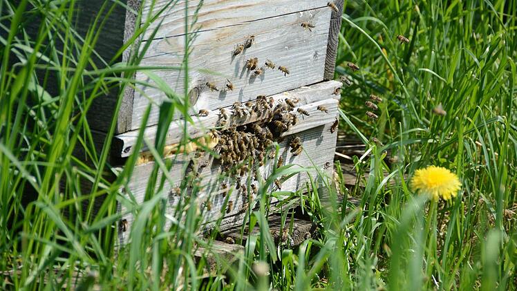 Am Bienenstock herrscht emsiger Flugbetrieb. Foto: Dagmar Besand