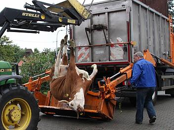Wenn auf einem Bauernhof im Landkreis Bad Kissingen ein Tier verendet, rücken seit Jahresbeginn die eigenen Fahrzeuge des Zweckverbandes Tierkörperverwertung Unterfranken an. Foto: Archiv/Carmen Schmitt