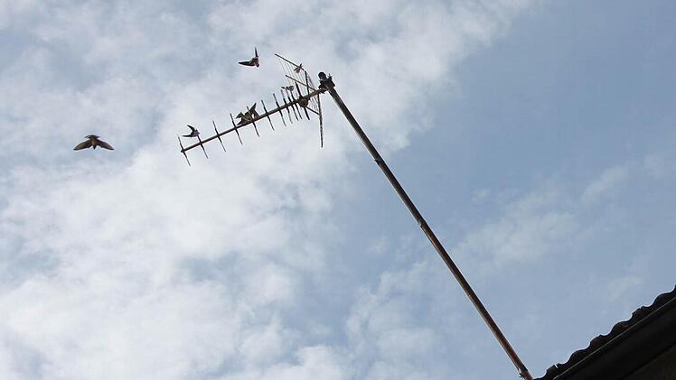 "Funken-Flug": Die Schwalben sammeln sich auf Antennen für den gesammelten Rückzug in warme Gefilde. Foto: Ralf Kestel