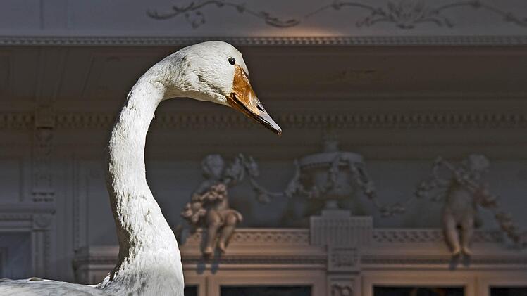 Aus dem Bamberger Vogelsaal. Foto: Jürgen Schabel
