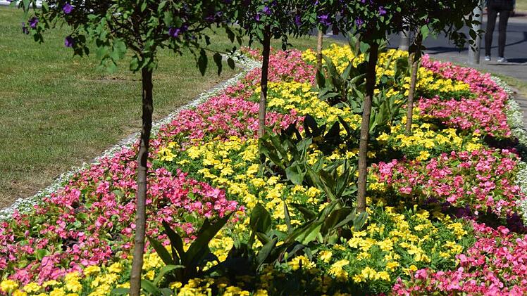 Gelbe Tagetes und rosa Begonien in voller Blütenpracht.
