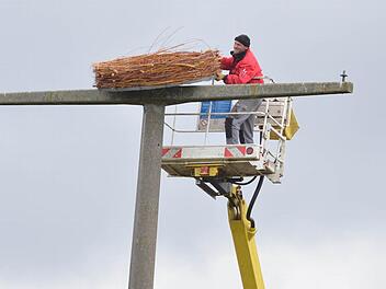 Thomas Fiebich wuchtet die Nisthilfe in schwindelnder Höhe auf den ausgedienten Strommast bei Schottenstein. Fotos: Rainer Lutz