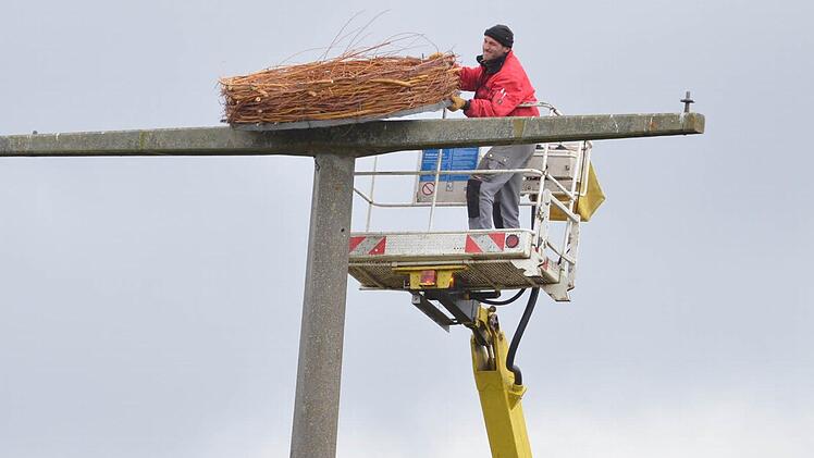 Thomas Fiebich wuchtet die Nisthilfe in schwindelnder Höhe auf den ausgedienten Strommast bei Schottenstein. Fotos: Rainer Lutz