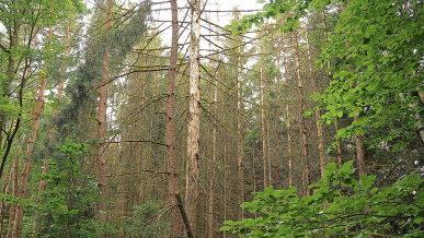 Fast alle Fichten in diesem Bereich  sind dürr, nur noch das Grün von Buchen bietet einen erfreulichen Anblick. Foto: Helmut Will