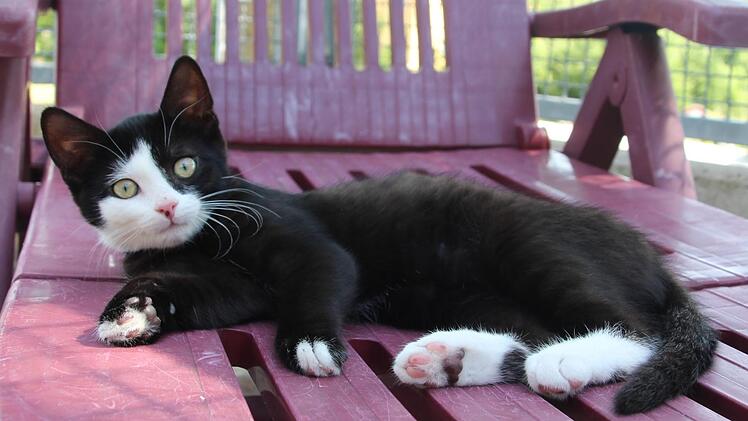 Nala entspannt sich bevor es mit dem Spielen weitergeht.