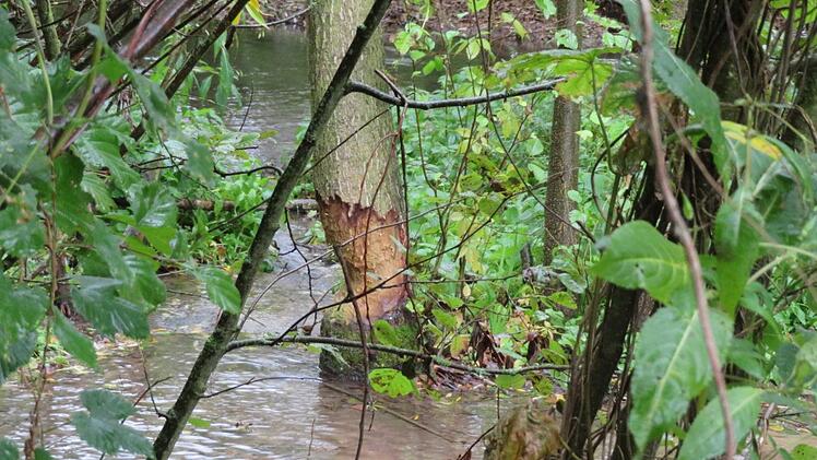 Biberfraß an einem mehr als sechs Meter hohen Baum in der Lauter bei Horsdorf Foto: Monika Schütz