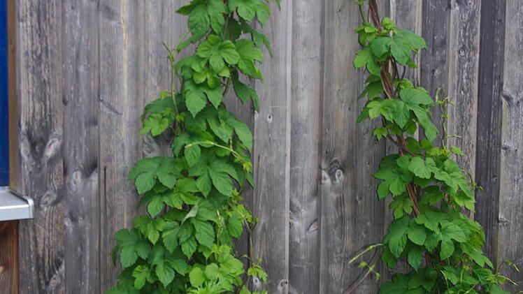 Hopfen und im Vordergrund Eisenhut Foto: Heike Schülein