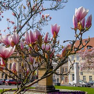 Die schönsten Frühlingsfotos aus Bamberg und Umgebung