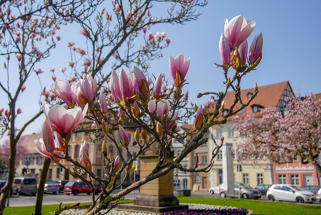 Die schönsten Frühlingsfotos aus Bamberg und Umgebung