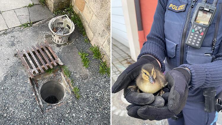 Kronach: Entenk&uuml;ken aus Gully gerettet